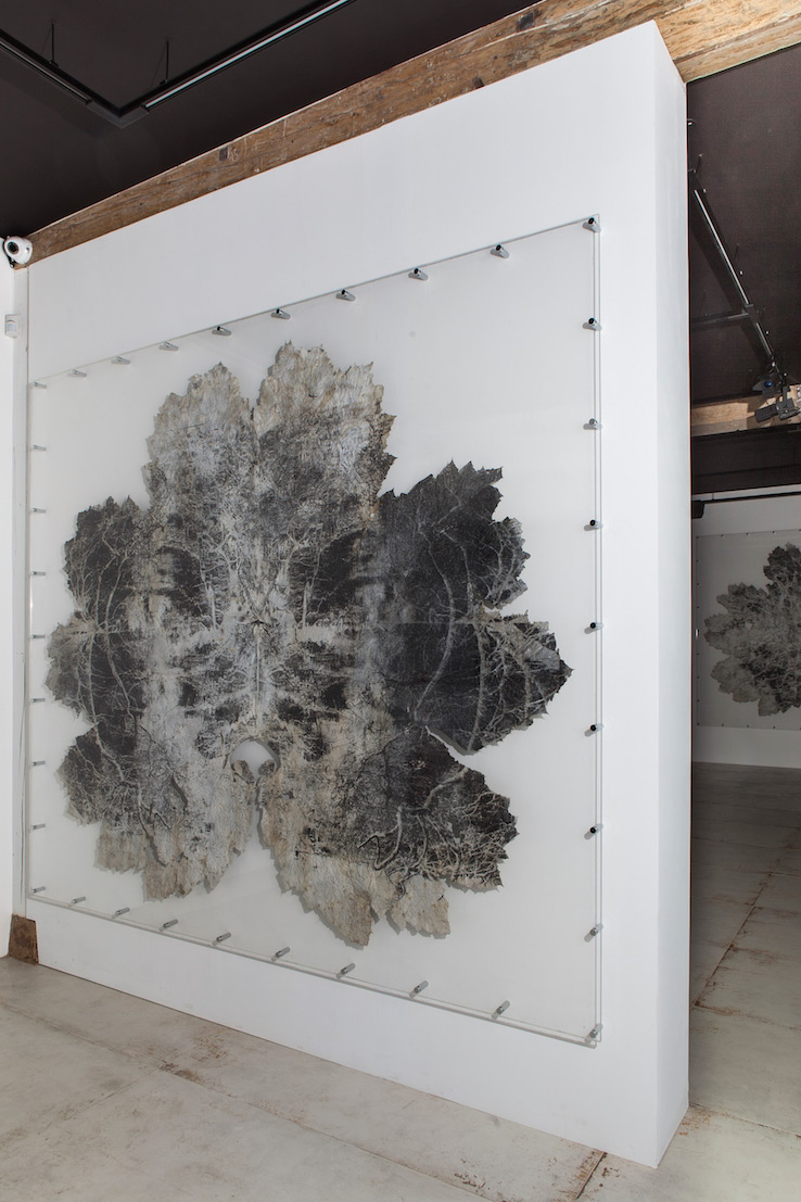 Dominique Lacloche,De la Gunnere, Impression gélatino-bromure sur feuille végétale (gunnera manicata), 250 x 220 cm, 2015, © Émilie Mathé Nicolas / Dominique Lacloche