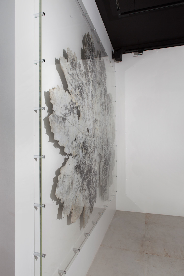 Dominique Lacloche, Sans titre I, Impression gélatino-bromure sur feuille végétale (gunnera manicata), 230 x 210 cm, 2015 © Émilie Mathé Nicolas / Dominique Lacloche