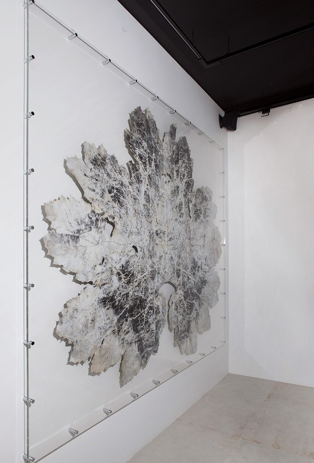 Dominique Lacloche, Sans titre 1, impression gélatino-bromure sur feuille végétale (gunnera manicata), 230 x 210 cm, 2015 © Émilie Mathé Nicolas / Dominique Lacloche