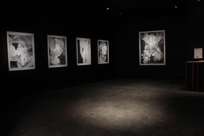 Vue de l'exposition "l'Agneau Mystique", Jean Claude Wouters, 2016