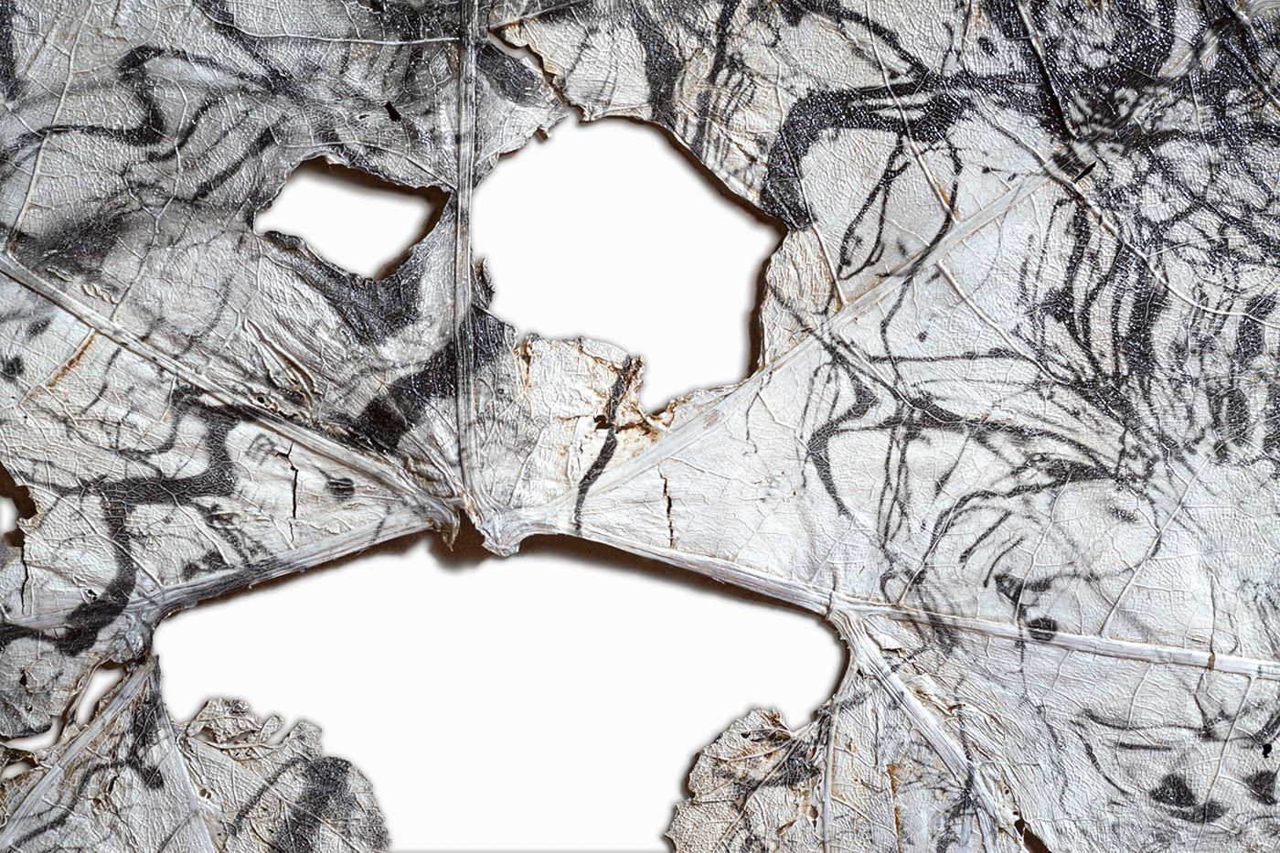 Détail © Dominique Lacloche