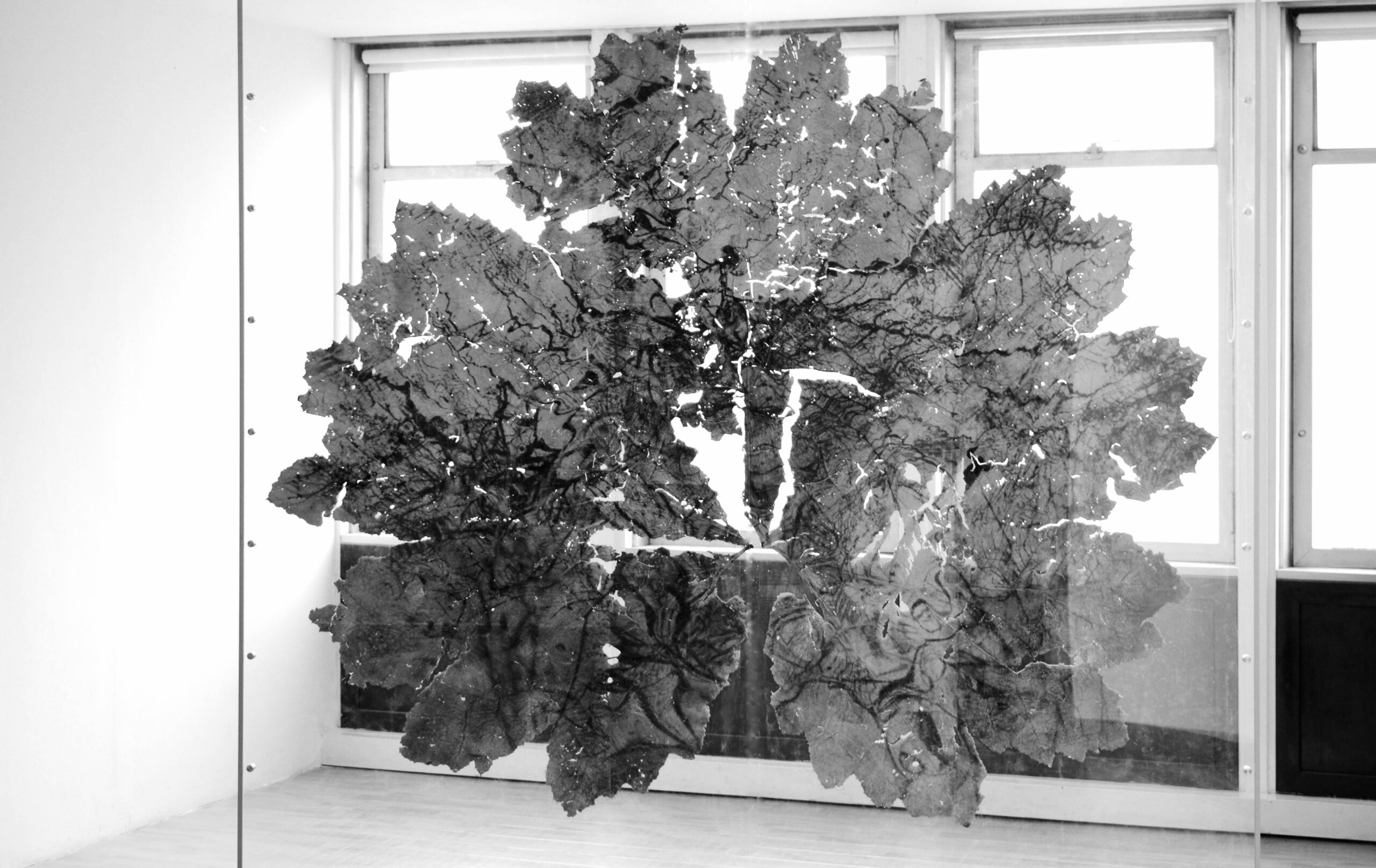 Vue de l’exposition Urpflänze, Museo Internacional De La Esmeralda, Bogota, Colombie