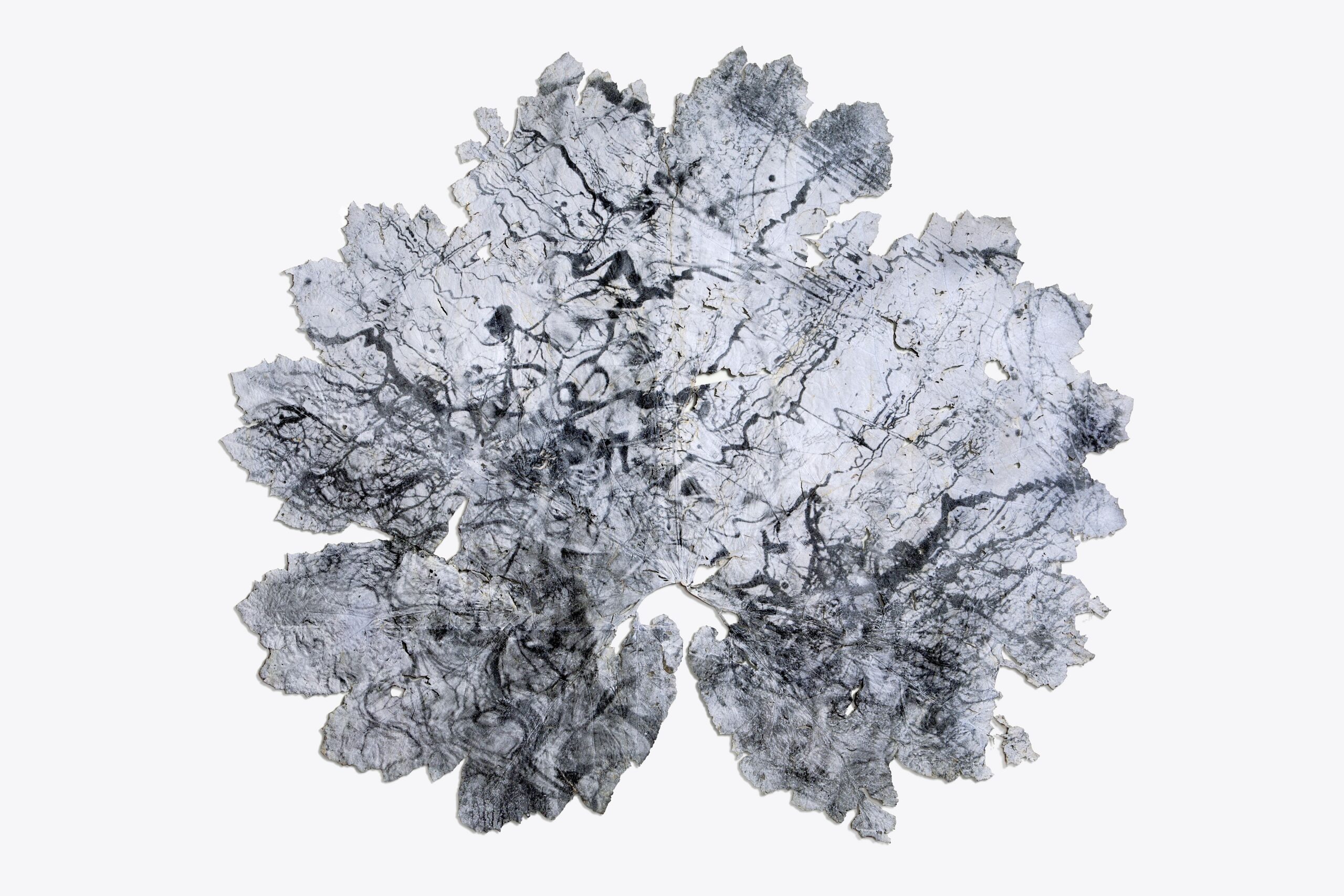 Sans titre, impression gélatino-bromure sur feuille végétale (gunnera manicata), 210 x 240 cm