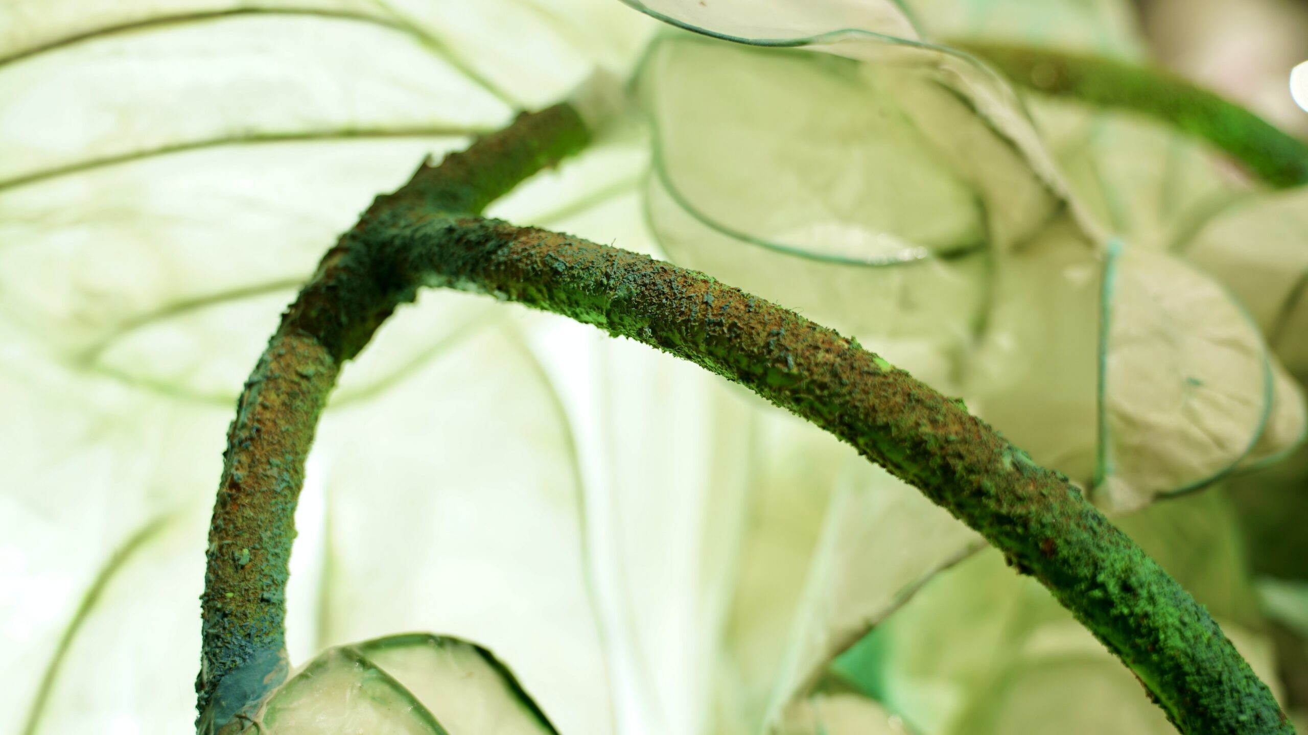 Vue de l'exposition "Mon Maroc" | © François Benichou-Mahé