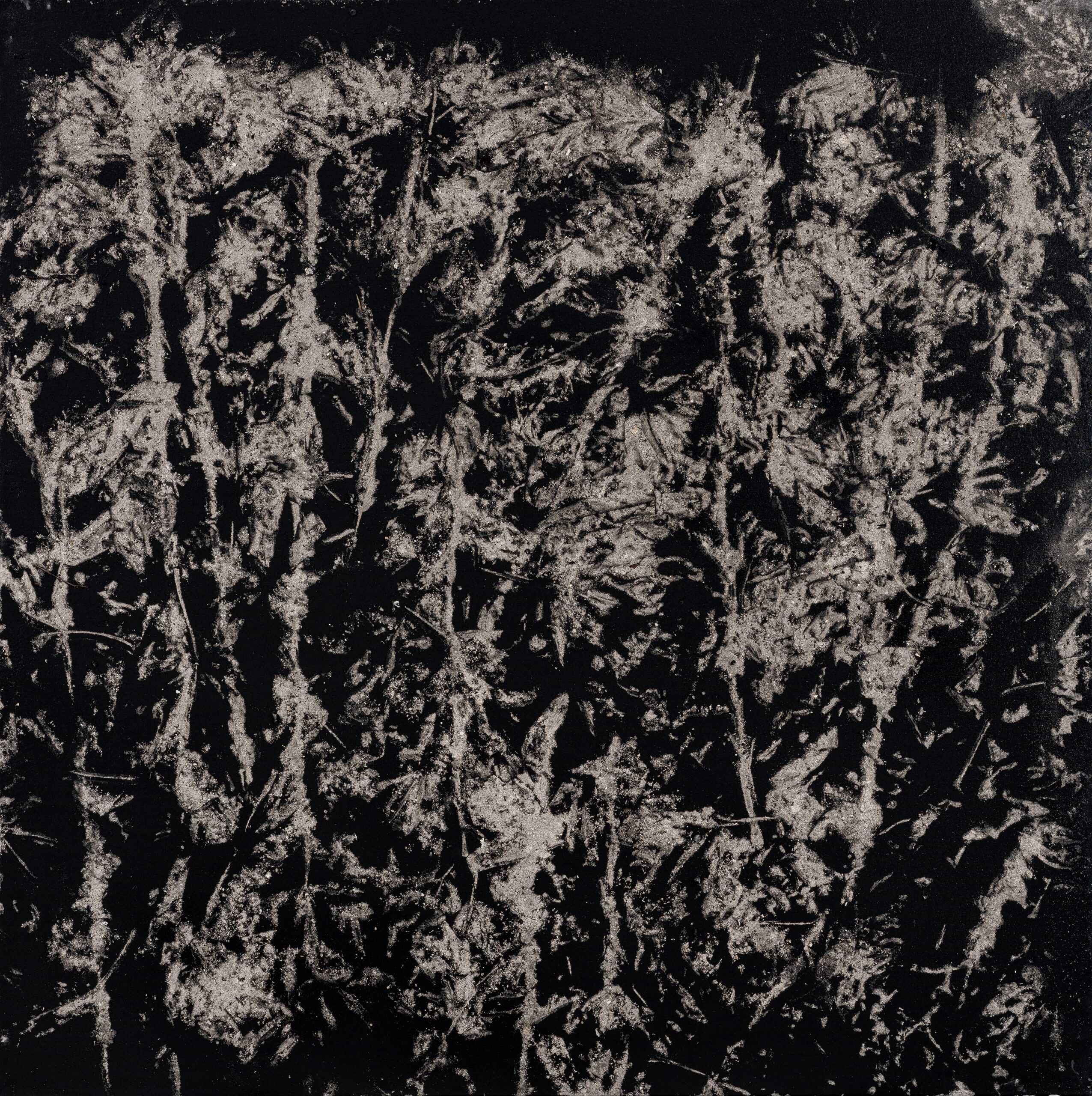 N°652 Série Arborescences, 2023, Technique mixte, acrylique sur toile, cendres végétales, 150 x 150 cm